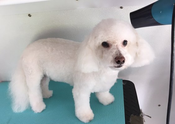 zen dog mobile grooming