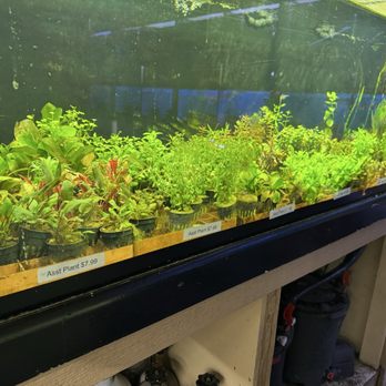 Aquarium City - Freshwater aquatic plants - Aquarium Services Near Me - Canoga Park, California
