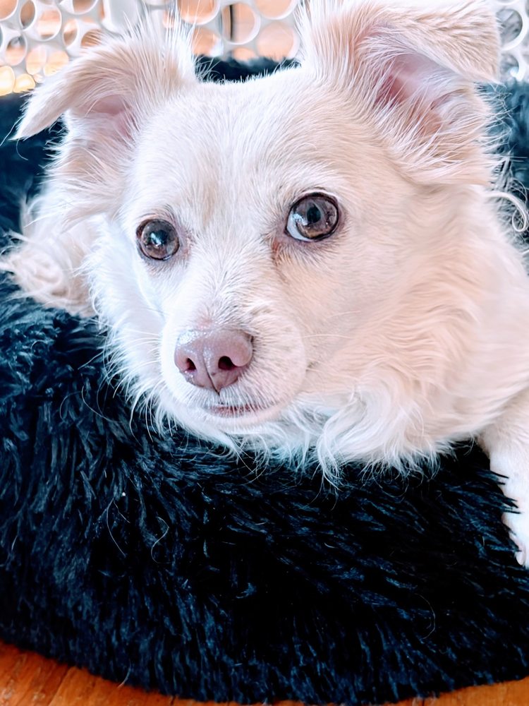 Doylestown Animal Medical Clinic Image