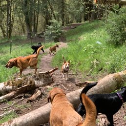 paradise ranch dog boarding