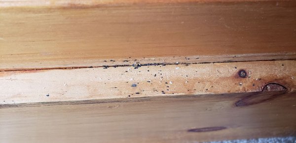 Bed Bug Service - Please give us a call at 773-359-1717 and we will explain you our bed bugs procedure and pricing.