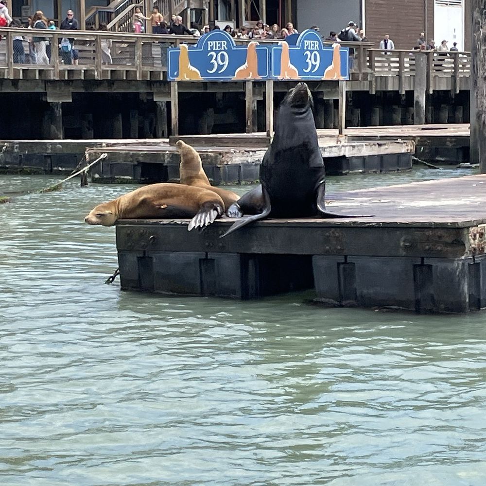 PIER 39 - Shopping Centers Near Me - San Francisco, California