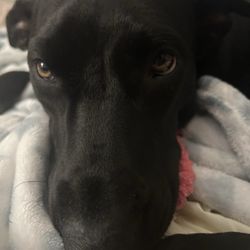 Arrowhead Veterinary Services and Country Kennels - My Very Good Boy