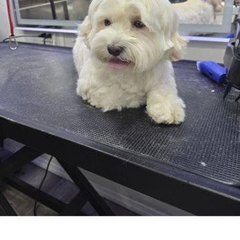 Martin Mobile Pet Grooming - After! - Pet Groomers Near Me Martin Mobile Pet Grooming - After! - Pet Groomers Near Me