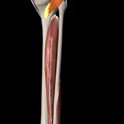 Oklahoma Physical Therapy Choctaw - Popliteus muscle... backside knee pain after walking uphill more than usual... probably this fella.  You're welcome.