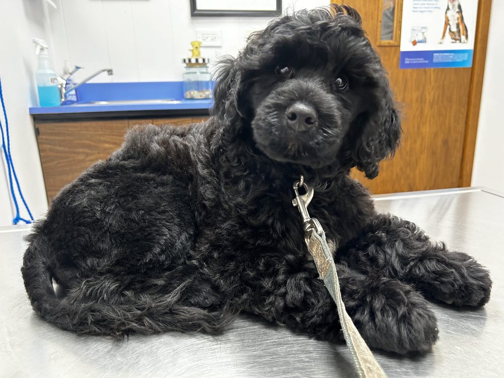 ANIMAL ARTISTRY with photos Updated August 2024 29 Photos & 35