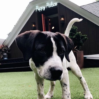 Tim Gold Dog Training - Pet Training Near Me Tim Gold Dog Training - Pet Training Near Me