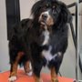 Canine Cuts & Artistry