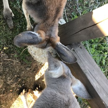 Magnolia Wilds - Kangaroo encounter - Zoos Near Me - Ethel, Louisiana Magnolia Wilds - Kangaroo encounter - Zoos Near Me - Ethel, Louisiana