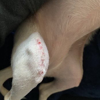 Des Moines Veterinary Hospital - After stitches removed. Nice clean scar. - Veterinarians Near Me - Des Moines, Washington Des Moines Veterinary Hospital - After stitches removed. Nice clean scar. - Veterinarians Near Me - Des Moines, Washington