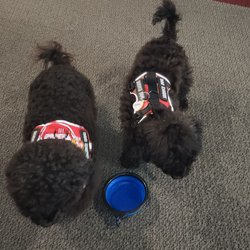 Aurora Medical Center - Our excellently mannered service dogs