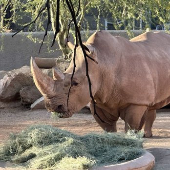 Phoenix Zoo - Zoos Near Me - Phoenix, Arizona Phoenix Zoo - Zoos Near Me - Phoenix, Arizona