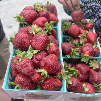 Watmaugh Strawberries - Fruits & Veggies Near Me - Sonoma, California Watmaugh Strawberries - Fruits & Veggies Near Me - Sonoma, California