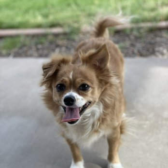 Stephanie’s Pet Sitting - How cute is that doggie (Gizzy) on the patio? So cute! LOL! - Dog Walkers Near Me Stephanie’s Pet Sitting - How cute is that doggie (Gizzy) on the patio? So cute! LOL! - Dog Walkers Near Me