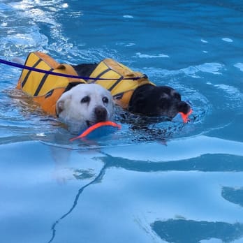 Cutting Edge K9 rehab - Pet Services Near Me - Del Mar, California Cutting Edge K9 rehab - Pet Services Near Me - Del Mar, California