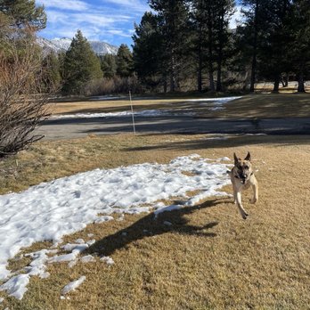 Cal Paws K9 Rescue - He looks small until you notice the shadow - Animal Shelters Near Me