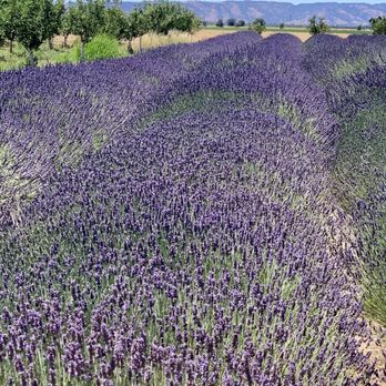 Great Bear Vineyards - Lovely scent of lavender. - Wine Tasting Room Near Me - Davis, California