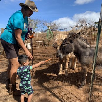 Maui Animal Farm - Petting Zoos Near Me - Lahaina, Hawaii