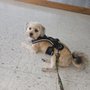 Photo of This Is Us Pet Care