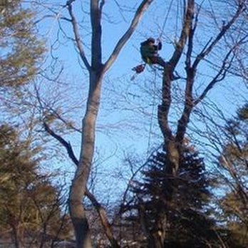 Boston Tree Company - untitled - Tree Services Near Me - West Roxbury, Massachusetts Boston Tree Company - untitled - Tree Services Near Me - West Roxbury, Massachusetts