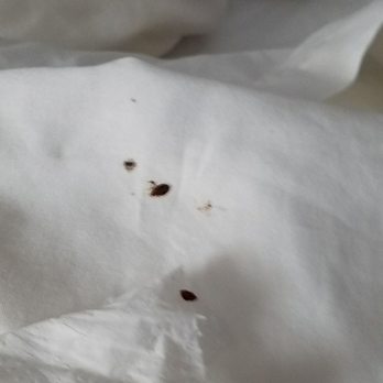 Quality Inn - More bedbugs - Hotels Near Me - Dillon, South Carolina Quality Inn - More bedbugs - Hotels Near Me - Dillon, South Carolina