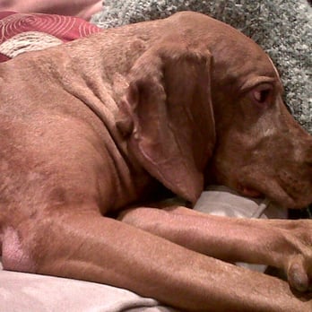 Smoochie Poochies - Pet Sitting Near Me - Mount Vernon, New York