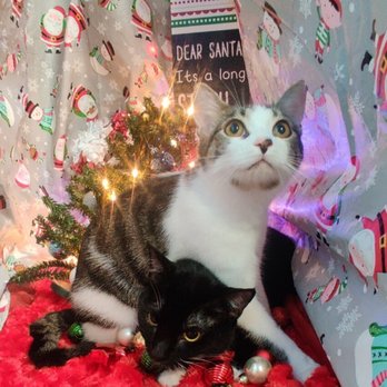 The Southern Cat - Fury and Athena - Pet Groomers Near Me The Southern Cat - Fury and Athena - Pet Groomers Near Me