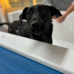 Ruff Resort & Spa