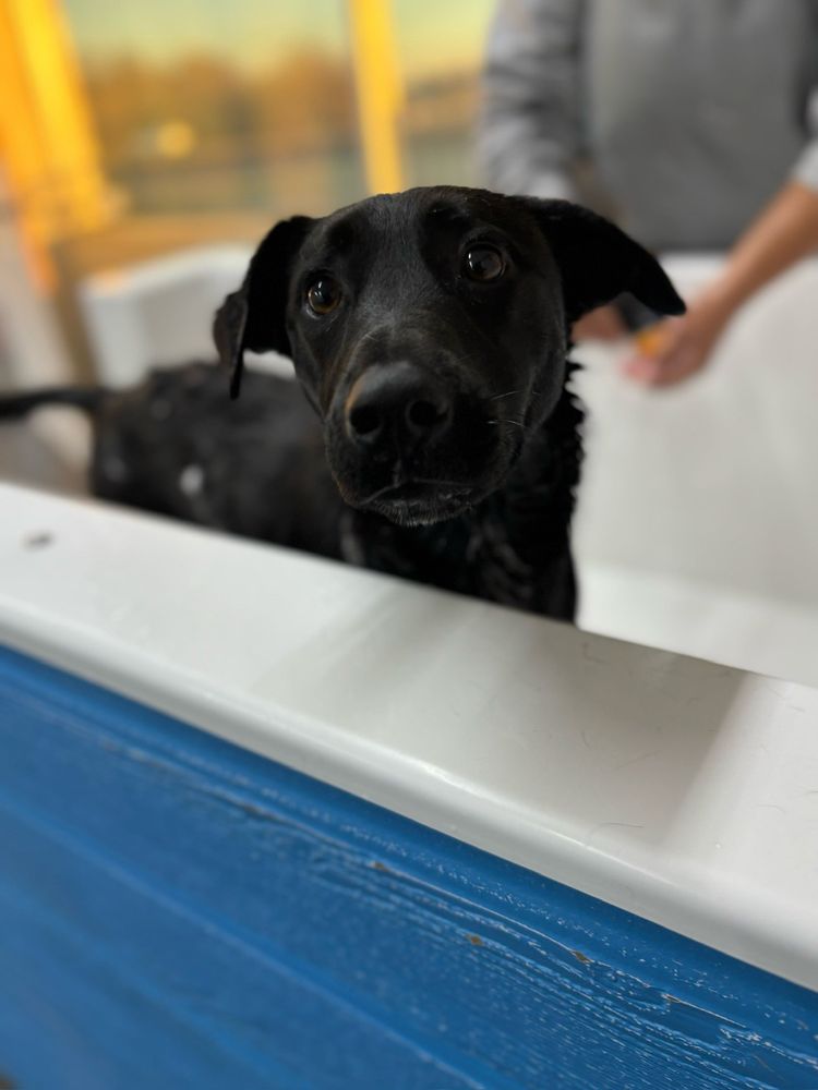 Ruff Resort & Spa - pet boarding facility in Benbrook, TX