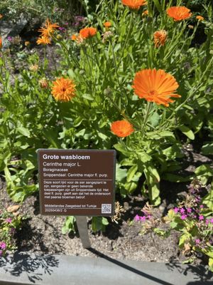 Hortus Botanicus by null