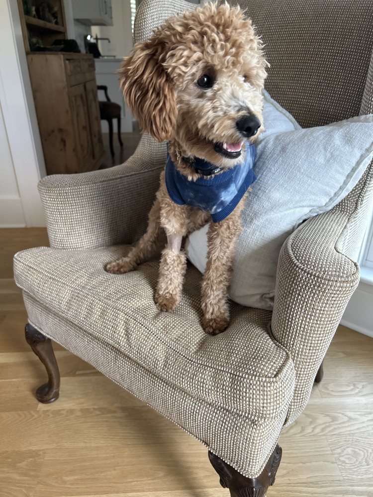Paws Care Vet Clinic Image