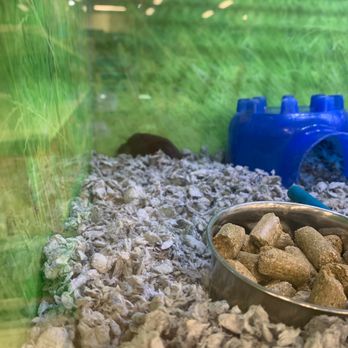 PetSmart - I won't move and it doesn't breathe - Pet Stores Near Me - Las Vegas, Nevada
