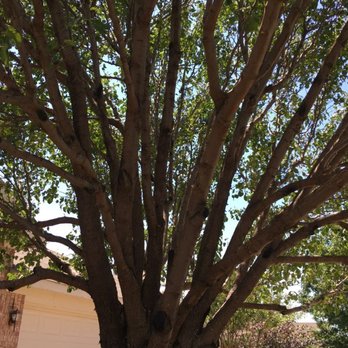Tenorio Tree Service - a large tree in a residential neighborhood - Tree Services Near Me - North Richland Hills, Texas Tenorio Tree Service - a large tree in a residential neighborhood - Tree Services Near Me - North Richland Hills, Texas