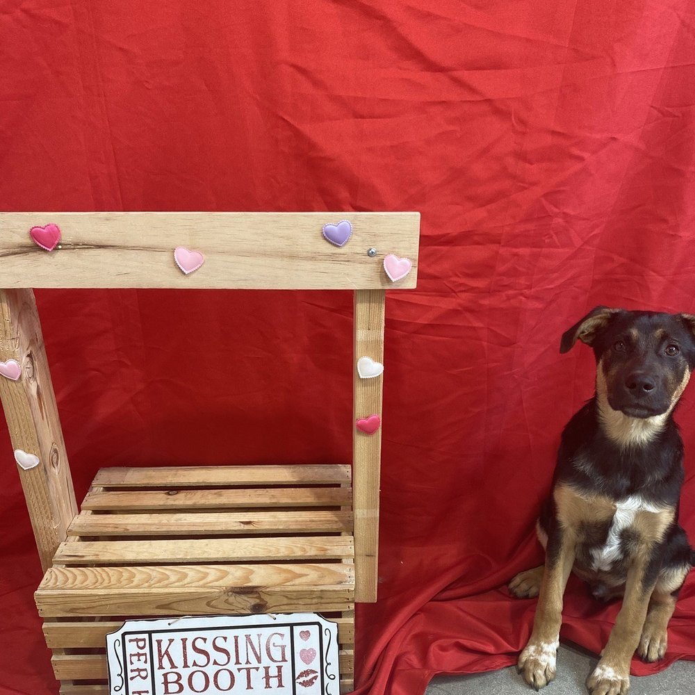 Dogdrop - Pet Sitting Near Me - Los Angeles, California Dogdrop - Pet Sitting Near Me - Los Angeles, California