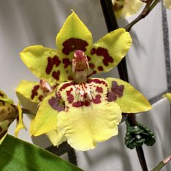 Appalachian Tropicals - Orchid flower