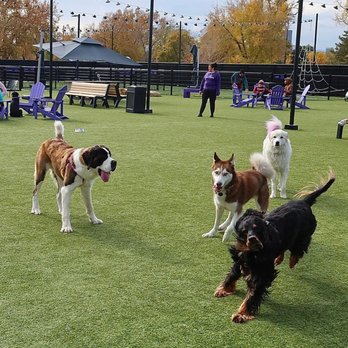 Skiptown - Last weekend, we took our dog, Forbes, to Skiptown Denver and this place had us all wagging our tails. - Dog Parks Near Me - Denver, Colorado