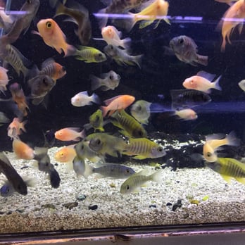 Reef Tropical Fish - Overcrowded tank, also found roaches in front of this tank . - Local Fish Stores Near Me - Anaheim, California