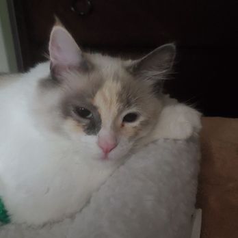 East County Animal Rescue - Animal Shelters Near Me East County Animal Rescue - Animal Shelters Near Me