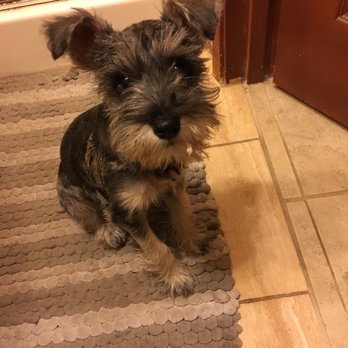TrueCare for pets - Arya a month after surviving parvo - Veterinarians Near Me - Studio City, California TrueCare for pets - Arya a month after surviving parvo - Veterinarians Near Me - Studio City, California