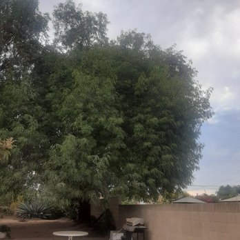East Co Tree Care - Before - Tree Services Near Me East Co Tree Care - Before - Tree Services Near Me