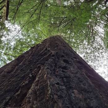 Jedediah Smith Redwoods State Park - Morning hike through the Redwoods 3/18/21 - Parks Near Me