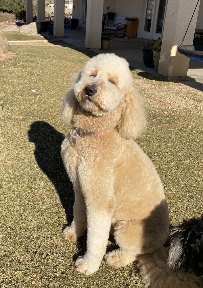 THE DOG HOUSE 11 Photos & 17 Reviews 1475 E Northern Ave, Kingman