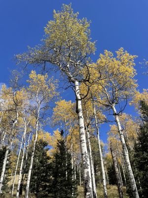 Mueller State Park by null