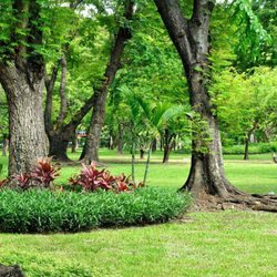 Alfaro Tree Sales