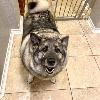 Pet Pampering Plus - Dog Walkers Near Me - Flower Mound, Texas