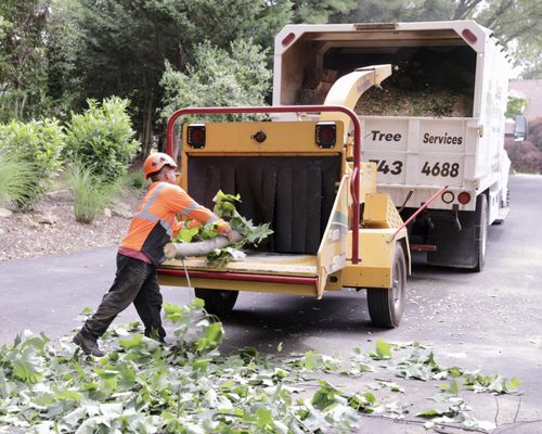 Green Tree Services on Yelp
