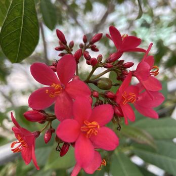 Myriad Botanical Gardens - Botanical Gardens Near Me - Oklahoma City, Oklahoma