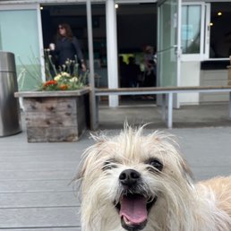 Happiest pup! Thank you Cynthia!