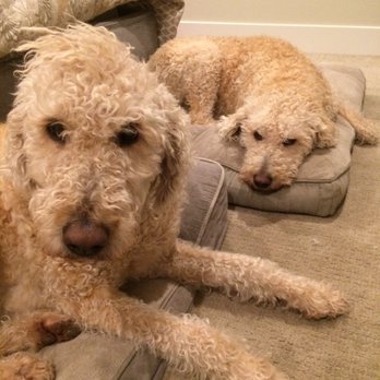 Tender Loving Pet Care - Teddy bears - Annie (Mohawk) & Rosie, Woof! - Dog Walkers Near Me - Bend, Oregon Tender Loving Pet Care - Teddy bears - Annie (Mohawk) & Rosie, Woof! - Dog Walkers Near Me - Bend, Oregon