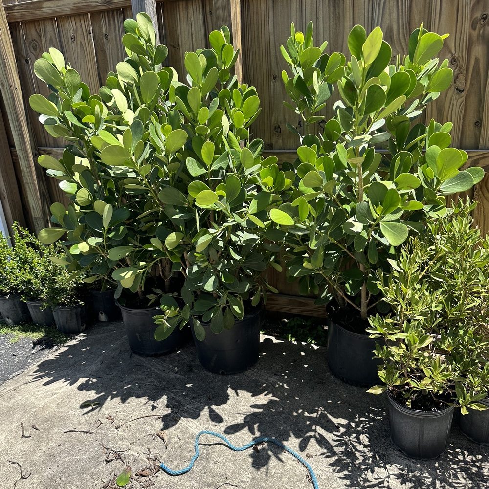 Tree Legends - a row of potted plants - Tree Services Near Me Tree Legends - a row of potted plants - Tree Services Near Me